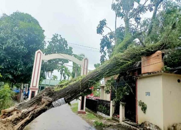 Pohon yang tumbang 