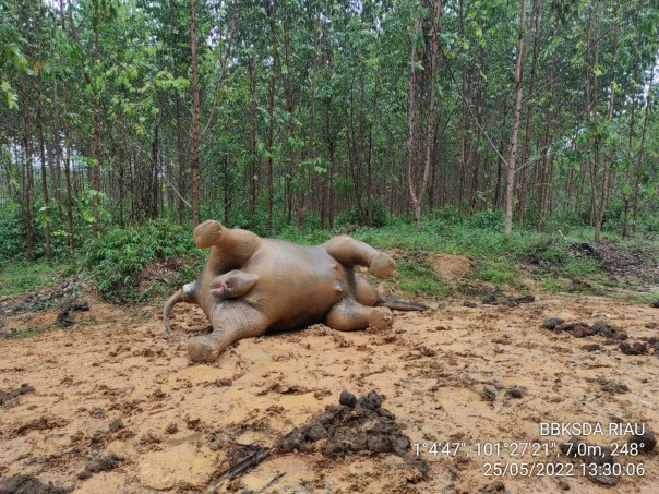 Gajah Sumatera yang ditemukan mati  