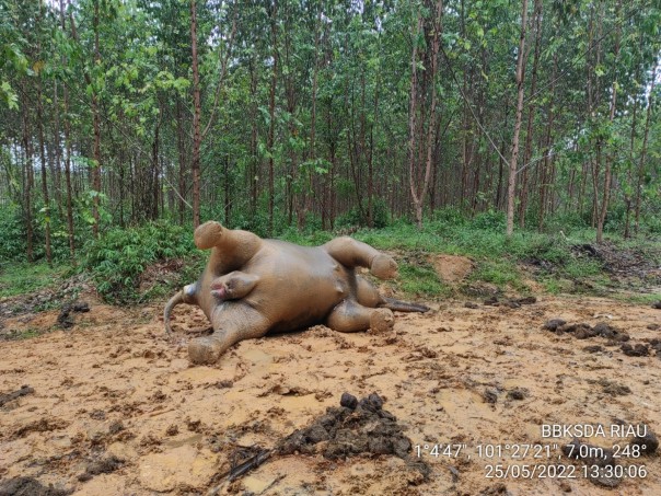 Gajah Sumatera yang ditemukan mati