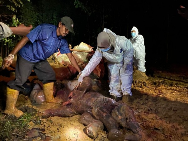 Gajah saat ditemukan
