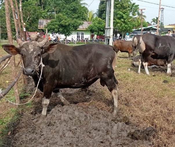 Hewan kurban saat Iduladha tahun lalu. Foto: Surya/Riau1.