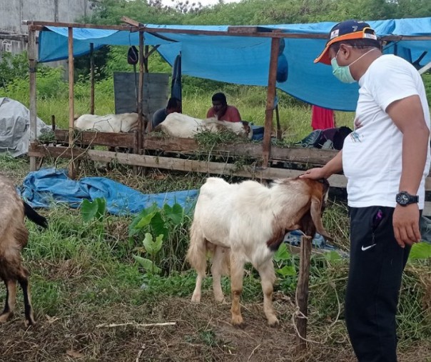 Seorang warga saat akan membeli kambing untuk kurban di Pekanbaru. Foto: Surya/Riau1.