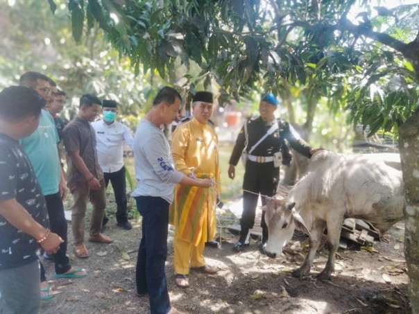 Sapi kurban untuk masyarakat Palika