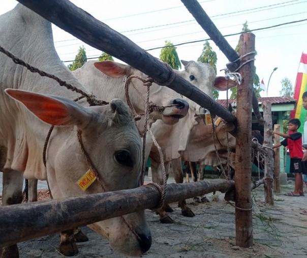 Hewan kurban. Foto: Surya/Riau1.