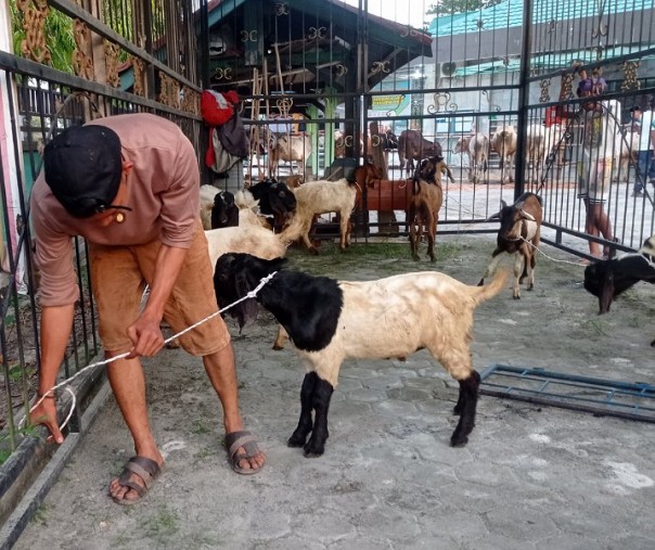Aldi, mengikat kambing untuk kurban di halaman Masjid Istiqmah, Jalan Sembilang, Kecamatan Rumbai. Foto: Surya/Riau1.