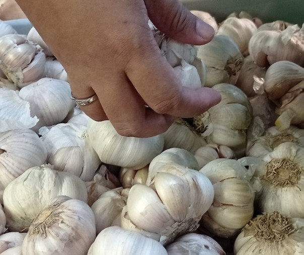 Bawang putih. Foto: Surya/Riau1.