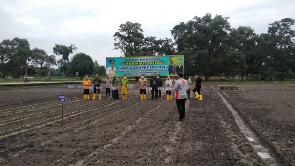 Gubri di ekspose dan tanam Padi Lahan Kering 