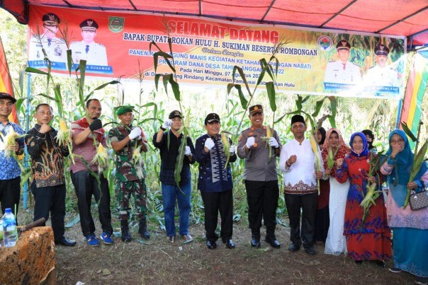 Panen Raya jagung di Rohul 