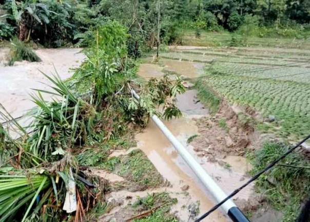 Sawah yang terdampak banjir bandang 