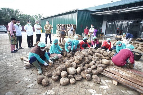 Pengelolaan porang di Perawang 