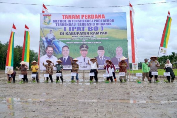 Saat tanam padi berbasis organik