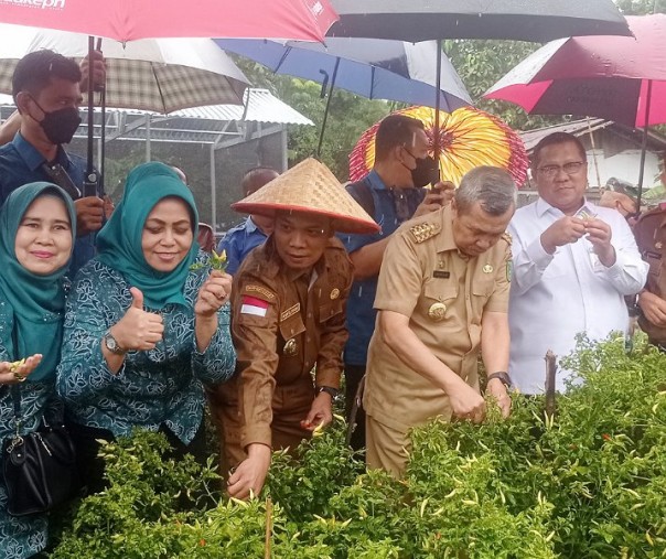 Pj Wali Kota Pekanbaru Muflihun bersama Gubernur Riau Syamsuar serta pejabat lainnya saat memanen cabai di pinggir lapangan sepak bola Universitas Riau, Jalan Thamrin pada 29 Agustus 2022. Foto: Surya/Riau1.