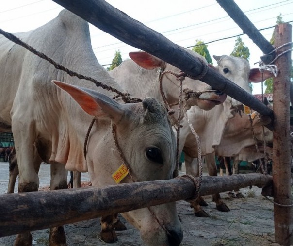 Sapi ternak. Foto: Surya/Riau1.