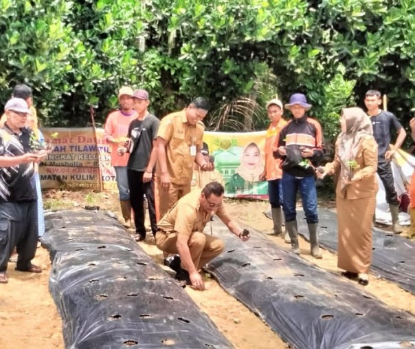 Camat Kulim Marzali dan jajaran saat menanam bibit cabai, Senin (26/9/2022). Foto: Istimewa. 