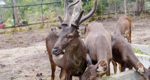 Rusa Sambar (Foto:Kemen LHK)
