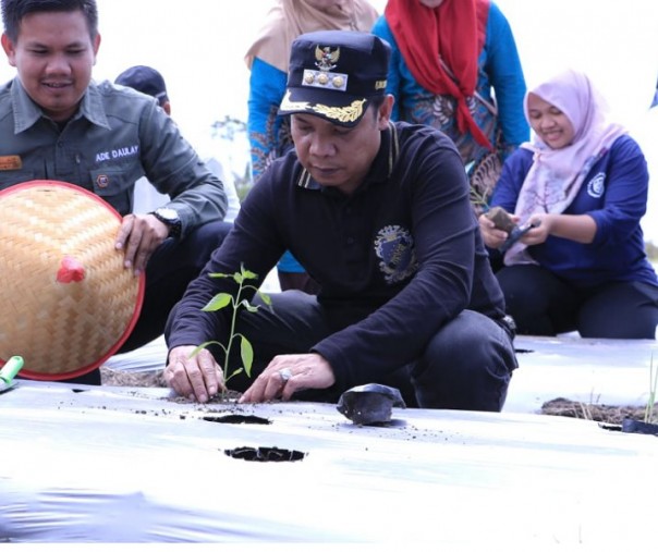 Pj Wali Kota Pekanbaru Muflihun menanam bibit cabai di lahan Disketapang di Kelurahan Agrowisata, Rumbai Barat, Sabtu (15/10/2022). Foto: Istimewa. 