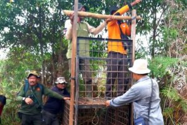 Proses mitigasi harimau di  Siak