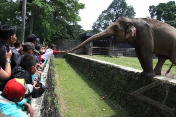 Pengunjung memberi makanan ke seekor gajah di Kebun Binatang Kasang Kulim.