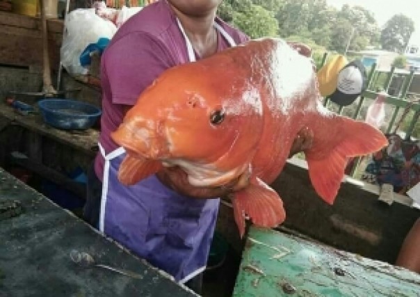 Ikan mas raksasa di Danau Toba yang sempat viral di Medsos.