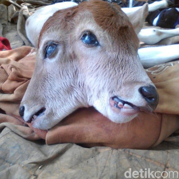 Anak sapi yang lahir berkepala dua di Rengat. 