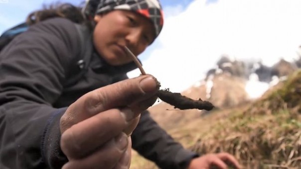 Warga Himalaya memperlihatkan Yarsagumba yang baru dipetik. Foto: int