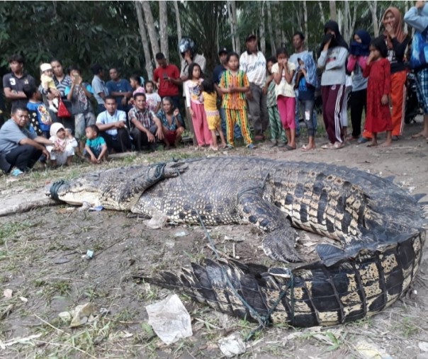 Buaya muara yang mati usai ditangkap warga di Desa Temiang, Bengkalis